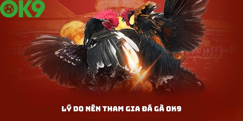 Lý do kê thủ nên tham gia cá cược tại đá gà KUBET? Lý do kê thủ nên tham gia cá cược tại đá gà KUBET?